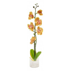 Растение в горшке Орхидея PL307 06262 Feron