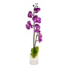 Растение в горшке Орхидея PL307 06263 Feron